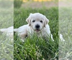 Small #2 English Cream Golden Retriever