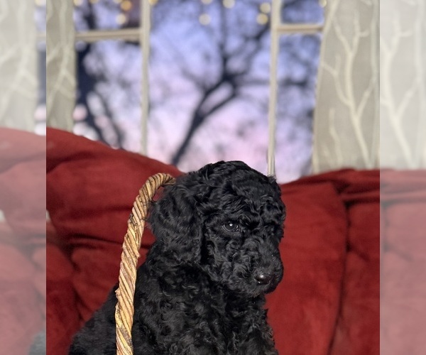 Medium Photo #2 Labradoodle mix (+ Poodle Standard) Puppy For Sale in MOKELUMNE HILL, CA, USA