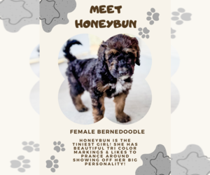 Medium Bernedoodle