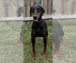 Small Photo #1 Doberman Pinscher Puppy For Sale in MADISON, NC, USA