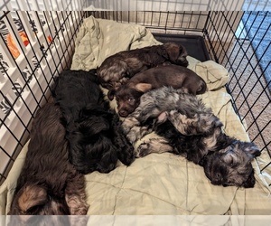 Snorkie Puppy for sale in LITTLETON, CO, USA