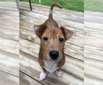 Small Jackshund