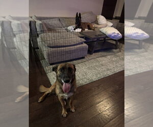 Blossom- Located in Texas - Female Mutt Dog for Adoption - Photo #2