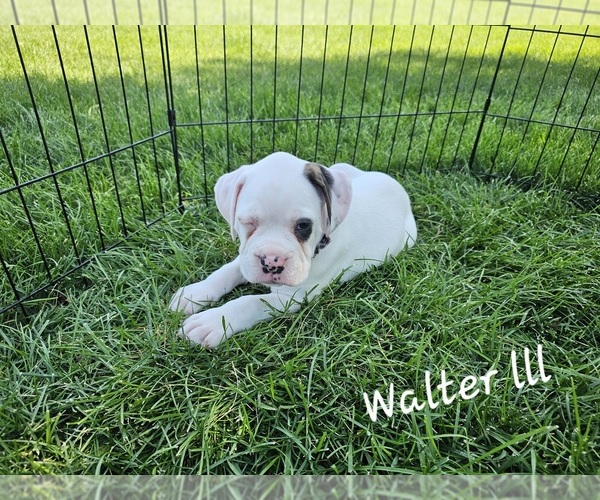 Medium Photo #1 Boxer Puppy For Sale in BRIGHTON, CO, USA