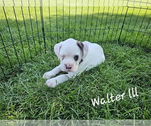 Boxer Puppy for sale in BRIGHTON, CO, USA