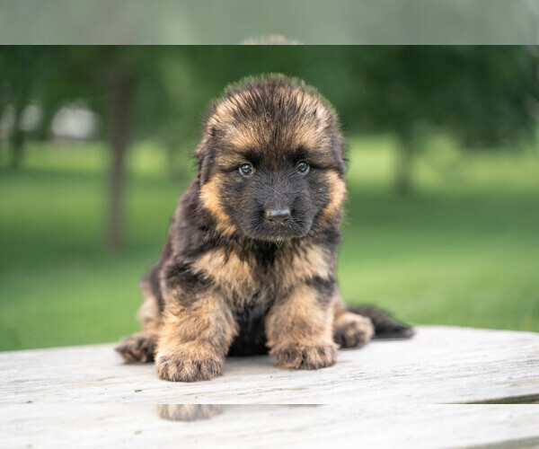 Medium Photo #3 German Shepherd Dog Puppy For Sale in NICHOLASVILLE, KY, USA