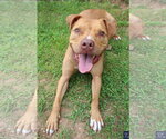 Small #4 American Pit Bull Terrier Mix