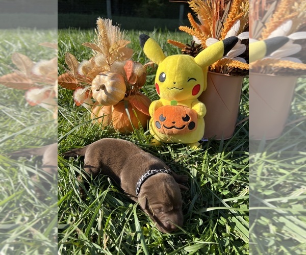 Medium Photo #9 Labrador Retriever Puppy For Sale in NEOLA, WV, USA