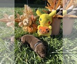 Small #8 Labrador Retriever