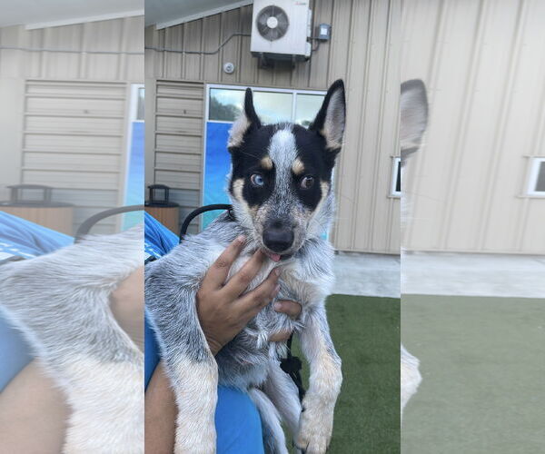 Medium Photo #2 Mutt Puppy For Sale in Salinas, CA, USA