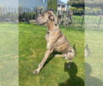 Small Photo #1 Great Dane Puppy For Sale in MOSES LAKE, WA, USA