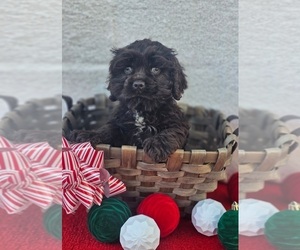 Cocker Spaniel Puppy for sale in INDIANAPOLIS, IN, USA