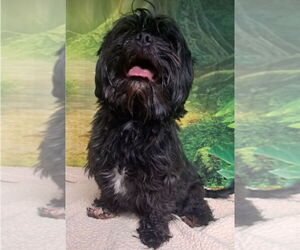 Shih Tzu-Unknown Mix Dogs for adoption in Lakewood, CO, USA