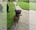 Small #1 Bullmastiff