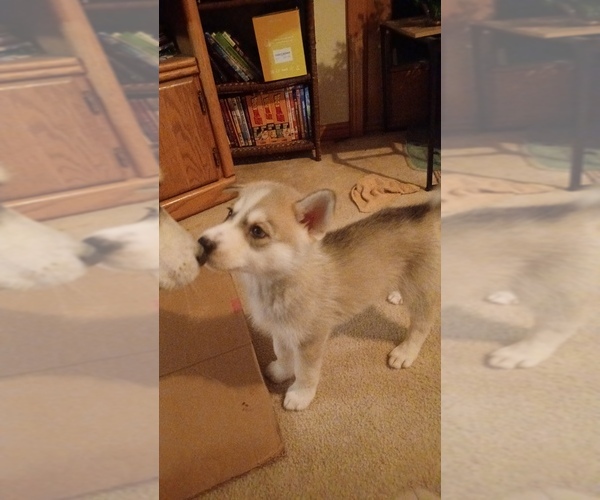 Medium Photo #10 Gerberian Shepsky Puppy For Sale in EDMORE, MI, USA