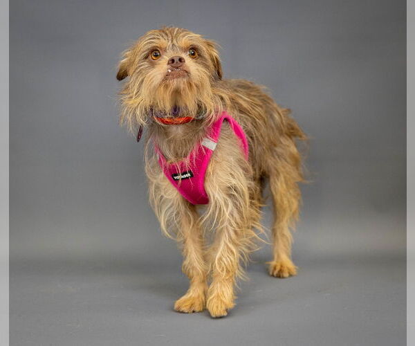 Medium Photo #3 Norfolk Terrier-Unknown Mix Puppy For Sale in Princeton, MN, USA