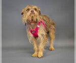 Small Photo #3 Norfolk Terrier-Unknown Mix Puppy For Sale in Princeton, MN, USA