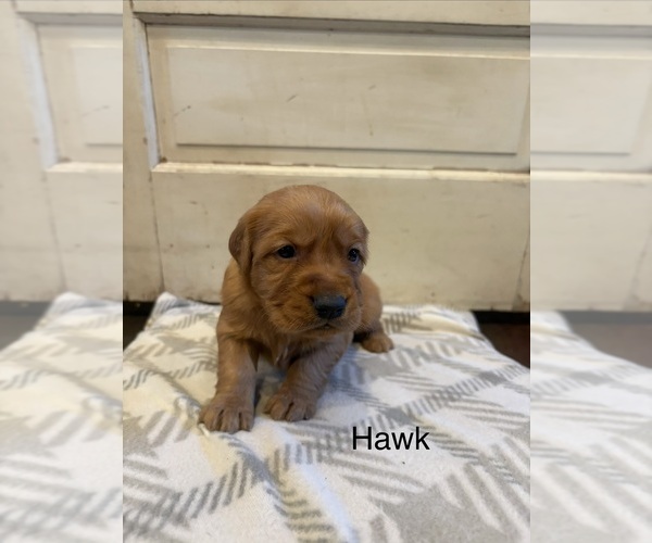 Medium Photo #3 Golden Retriever Puppy For Sale in MARSHFIELD, MO, USA