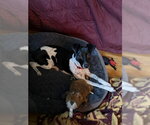 Small #6 Rat Terrier