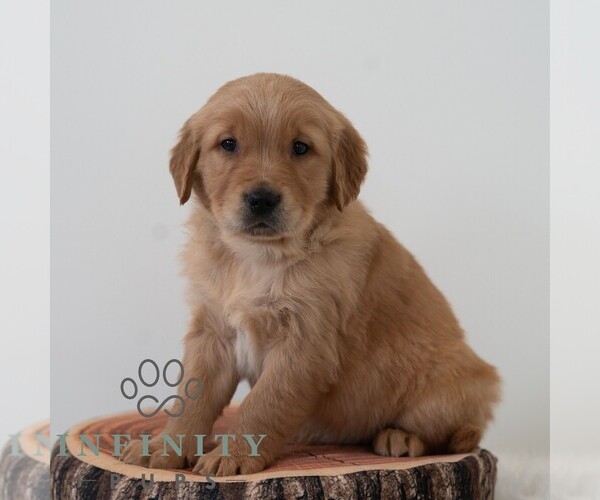 Medium Photo #1 Golden Retriever Puppy For Sale in NEWPORT, PA, USA