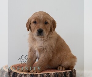 Golden Retriever Puppy for sale in NEWPORT, PA, USA