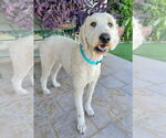 Small #2 Goldendoodle