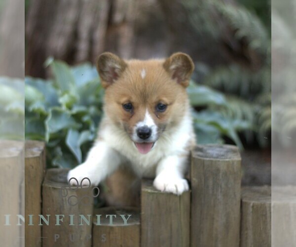Medium Photo #2 Pembroke Welsh Corgi Puppy For Sale in BLAIN, PA, USA
