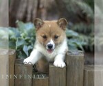 Small #1 Pembroke Welsh Corgi