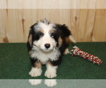 Small Photo #5 Miniature Bernedoodle Puppy For Sale in HORN CREEK, CO, USA