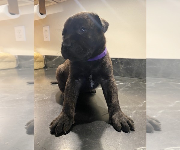 Medium Photo #1 Mastador Puppy For Sale in MONTGOMERY, IN, USA