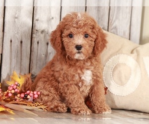 Cock-A-Poo Puppy for sale in MOUNT VERNON, OH, USA