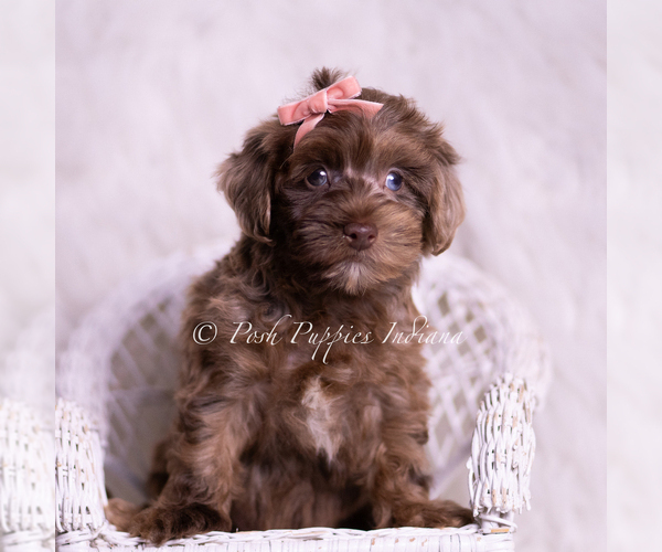 Medium Photo #12 Yorkipoo Puppy For Sale in WARSAW, IN, USA
