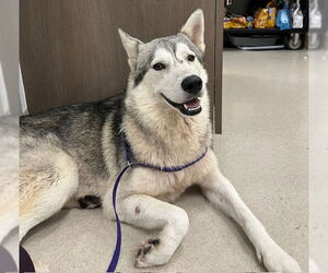 Huskies -Unknown Mix Dogs for adoption in Baytown, TX, USA