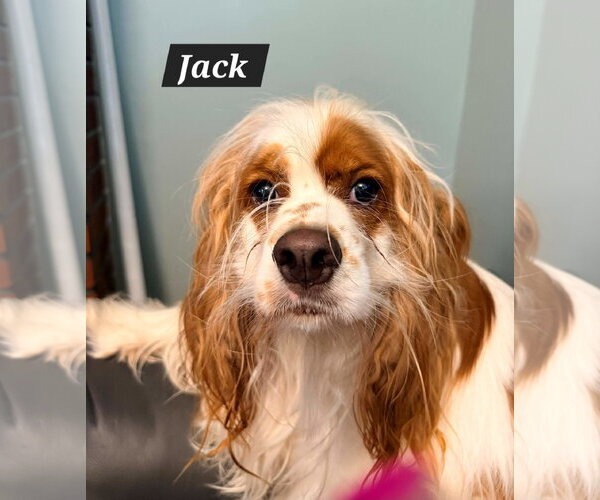 Medium Photo #3 Colonial Cocker Spaniel-Unknown Mix Puppy For Sale in Cliffwood, NJ, USA