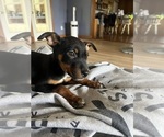 Small #3 Australian Cattle Dog