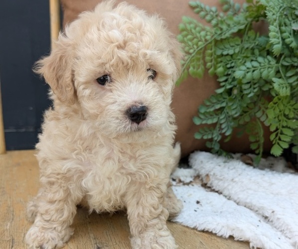 Medium Photo #5 Poovanese Puppy For Sale in GOSHEN, IN, USA