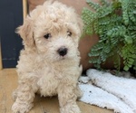 Small #4 Poovanese