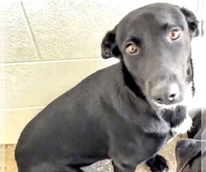 Labrador Retriever-Unknown Mix Dogs for adoption in Houston, TX, USA