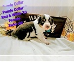 Puppy Purple Collar Border Collie