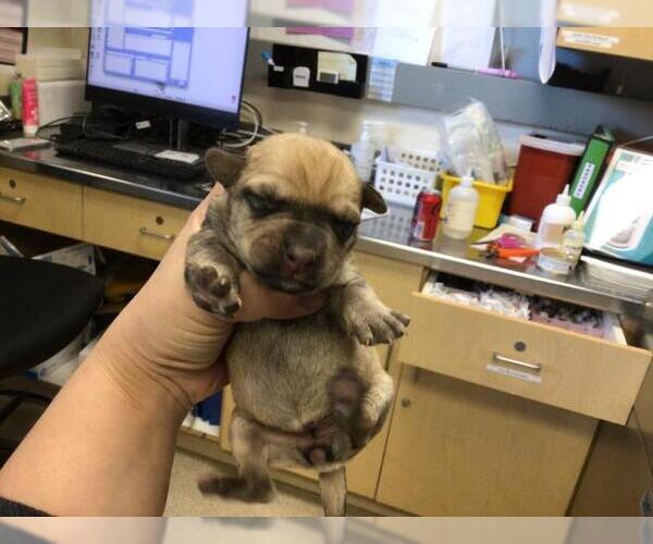 Medium Photo #1 Mutt Puppy For Sale in Riverside, CA, USA