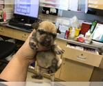 Small Mutt