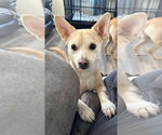 Small #1 Chihuahua Mix