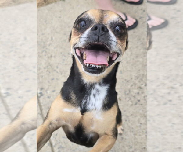 Medium Photo #2 Buggs Puppy For Sale in Alexander, AR, USA