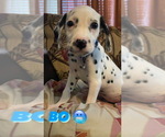 Small Photo #1 Dalmatian Puppy For Sale in RALEIGH, NC, USA
