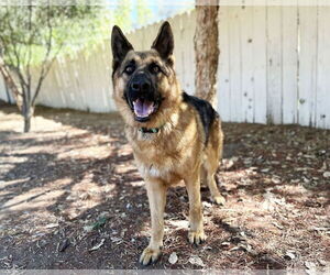 German Shepherd Dog Dogs for adoption in San Diego, CA, USA