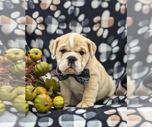 Olde English Bulldogge Puppy for sale in OXFORD, PA, USA