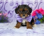 Small Photo #2 YorkiePoo Puppy For Sale in LANCASTER, PA, USA