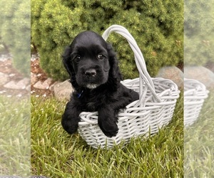 Cocker Spaniel Puppy for sale in MIDDLEBURY, IN, USA