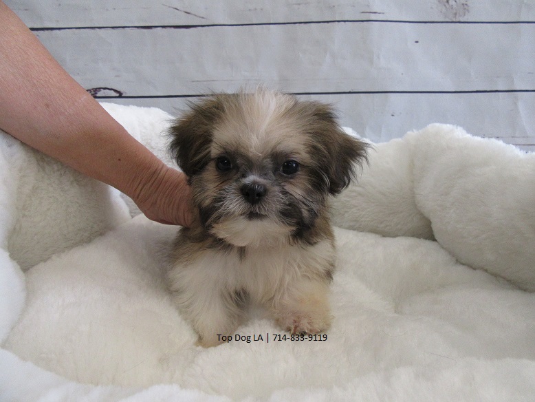 Medium Photo #1 Shih Tzu Puppy For Sale in LA MIRADA, CA, USA