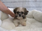 Small Photo #1 Shih Tzu Puppy For Sale in LA MIRADA, CA, USA